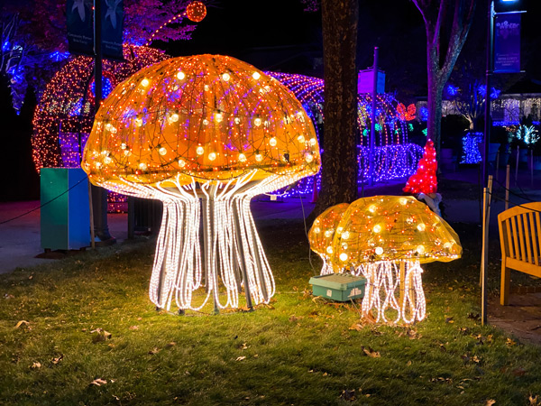 Three orange and yellow mushrooms (or jellyfish) light displays at The NC Arboretum Winter Lights Festival in Asheville