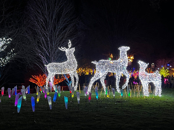 Three large white deer light display at Winter Lights at The North Carolina Arboretum in Asheville