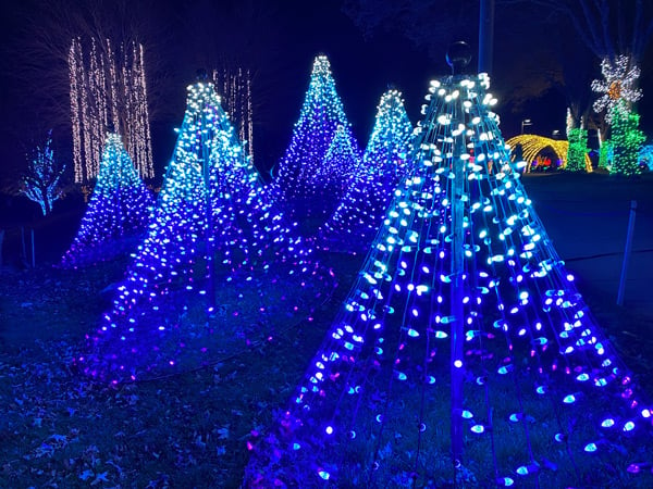 Winter Lights NC Arboretum Asheville white, green, and purple tree light displays