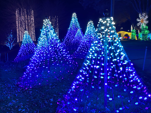 White, blue, and purple tree light displays with giant daisy flower and lighted tunnel in background at Winter Lights at the NC Arboretum in Asheville 