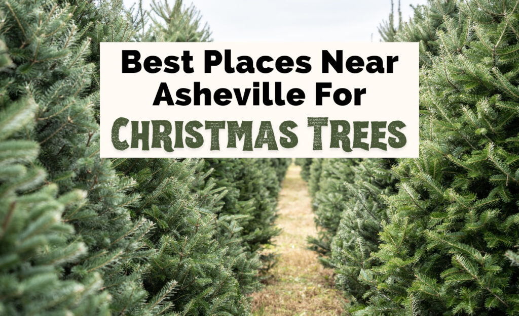 Best Christmas Tree Farms Near Asheville, NC article featured image with two rows of small green trees and text that reads, "best places near Asheville for Christmas trees."