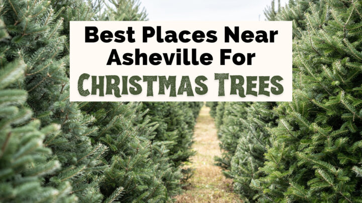 Christmas Tree Farms Asheville NC with two rows of small green trees