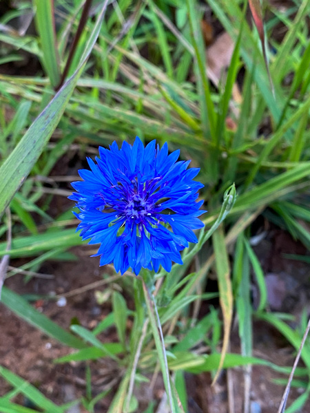 Beaver Lake Bird Sanctuary Trail in North Asheville with purple-blue wildflower