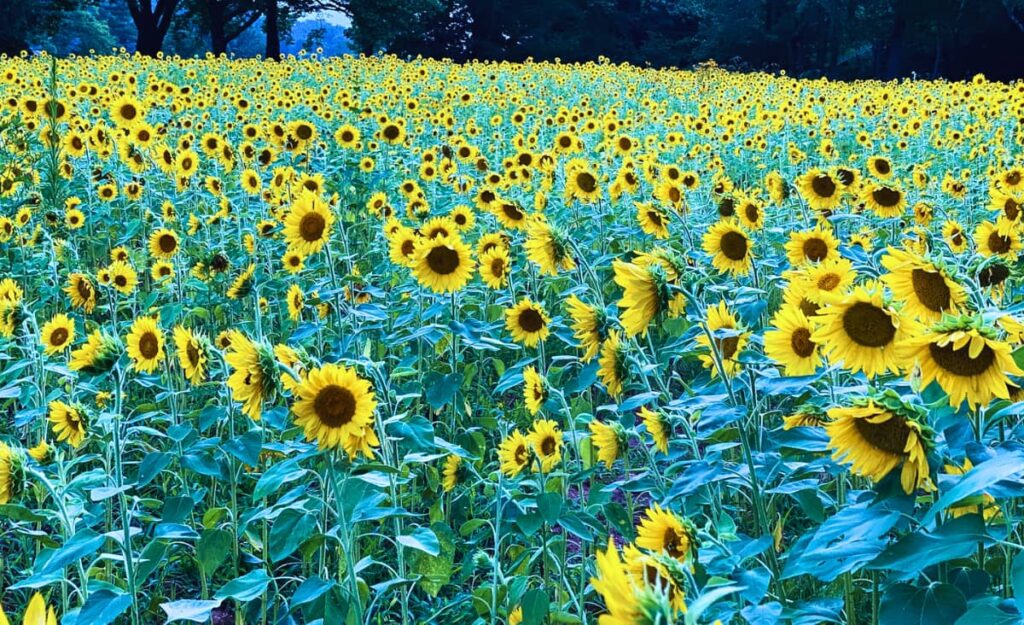Beaver Lake sunflowers