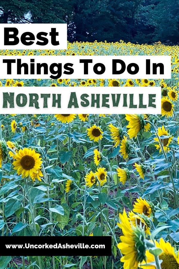Best Things To Do In North Asheville NC Pinterest pin with photo of sunflower field at Beaver Lake