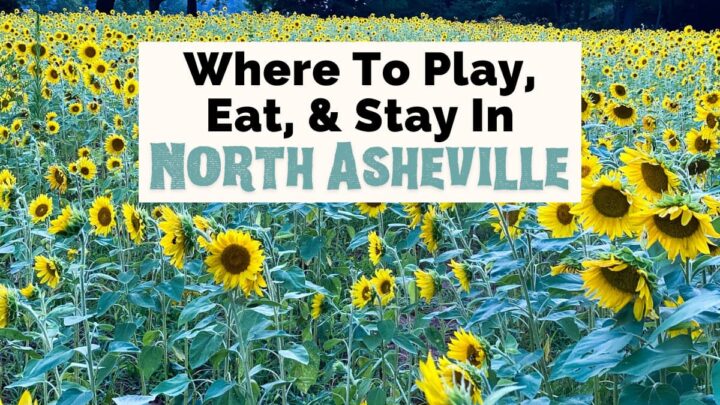 North Asheville neighborhood guide with field of sunflowers at Beaver Lake