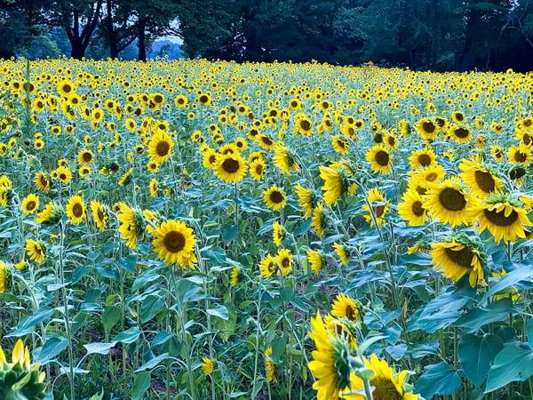 Sunflowers at Beaver Lake in North Asheville
