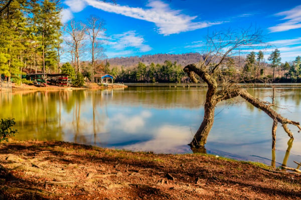 Lake Julian Asheville with lake, brown shore, tree with no leaves, and green trees in the background