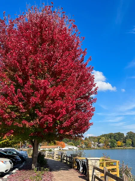 Lake Junaluska Fall Rose Walk North Carolina with red tree along a paved perimeter trail with small parking lot, lake, houses around it, and trees