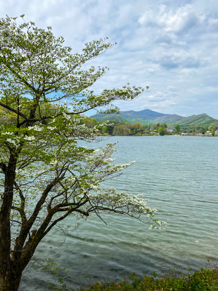 Lake Junaluska Trail in Western North Carolina with white blooming tree in front of blue water lake with green and blue hued mountains and cloudy blue sky