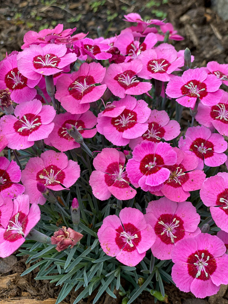 Lake Lure Flowering Bridge Pink Flowers up close with red centers and green stems