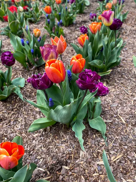 Biltmore Estate Gardens Asheville NC with orange and purple tulips in dirt