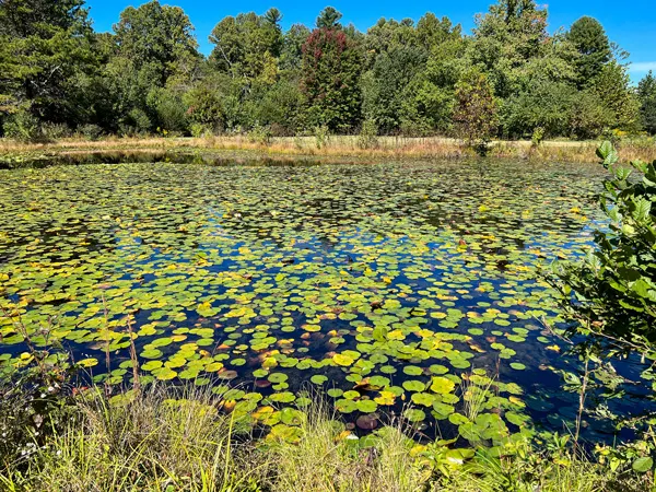 Park At Flat Rock North Carolina Pond with green lily pads covering entire surface of water and trees and blue sky in background