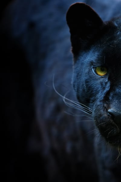 The Beast of Bladenboro with image of black panther with glowing yellow eye on dark background