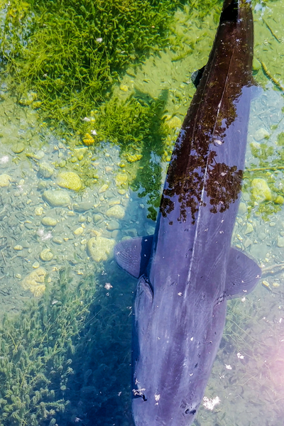 The Monster of Lake Norman Sturgeon gray brown fish in greenish clear water