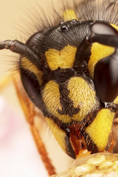 U'lag‘û close up of a yellow jacket bee with yellow and black face
