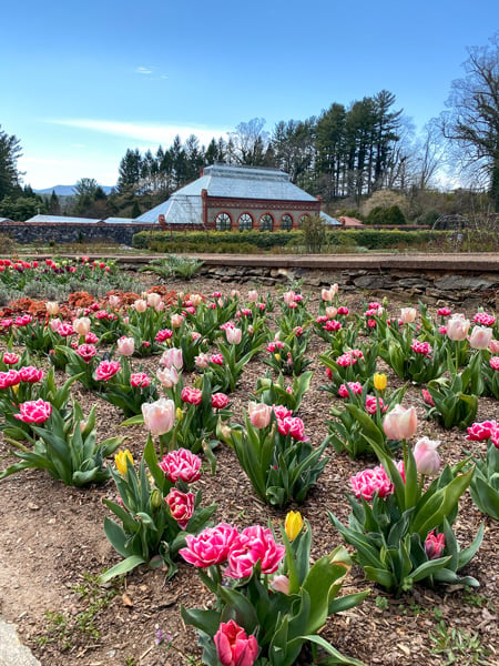 Biltmore Conservatory in back of Walled Gardens' blooms, pink and yellow tulips, in Asheville NC