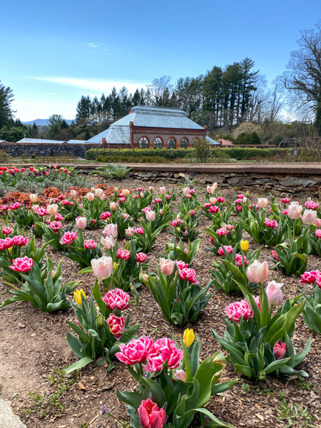 Biltmore Conservatory in back of Walled Gardens' blooms, pink and yellow tulips, in Asheville NC