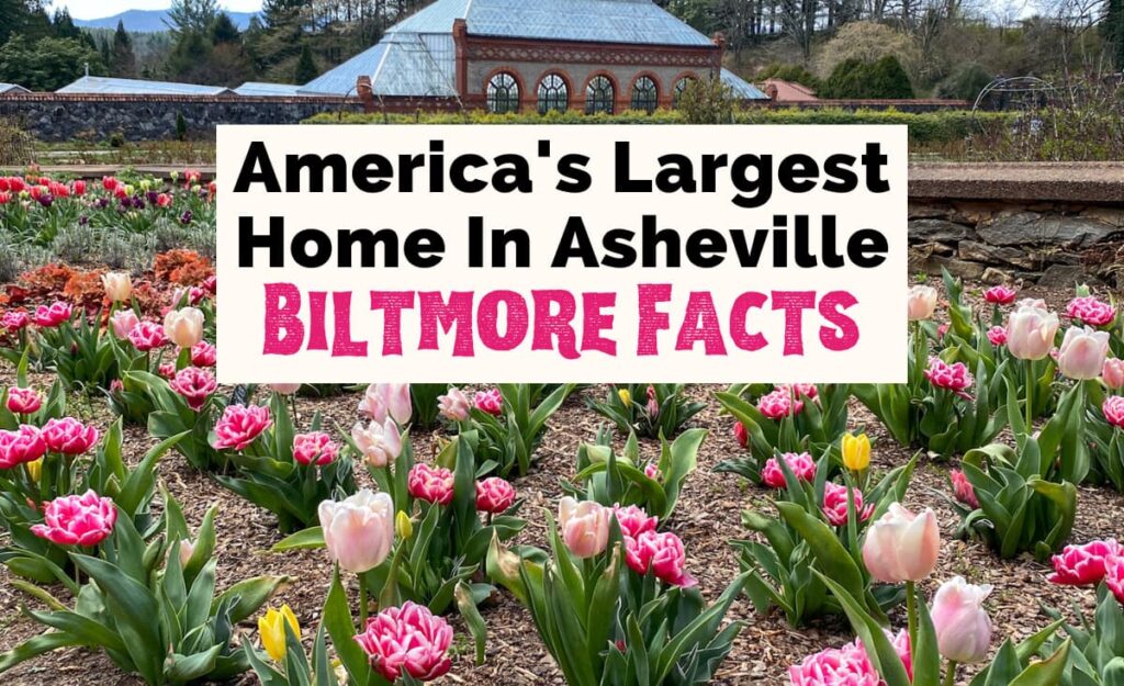 Facts About Biltmore Estate, America's largest home, in Asheville NC with image of pink and yellow tulips in walled gardens and Biltmore Conservatory in the background