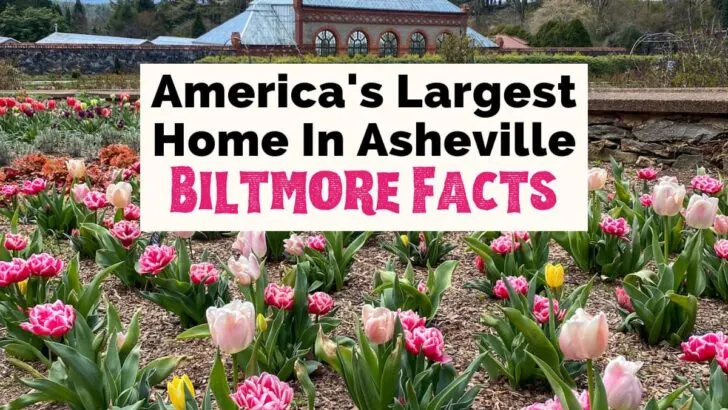Facts About Biltmore Estate, America's largest home, in Asheville NC with image of pink and yellow tulips in walled gardens and Biltmore Conservatory in the background