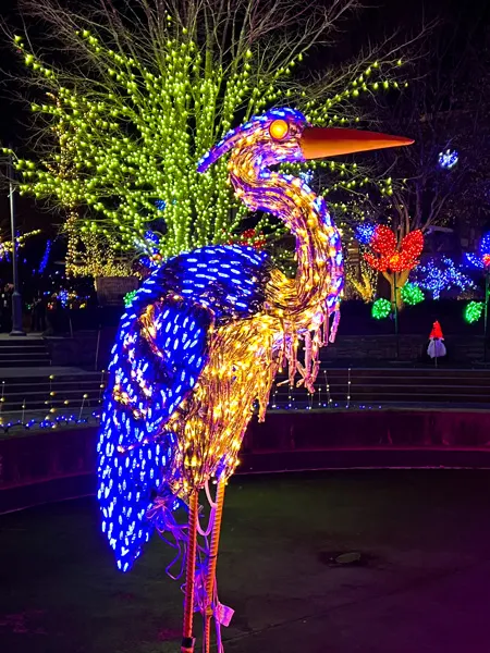 Winter Lights at NC Arboretum in Asheville with light display of Blue Heron at night in gardens