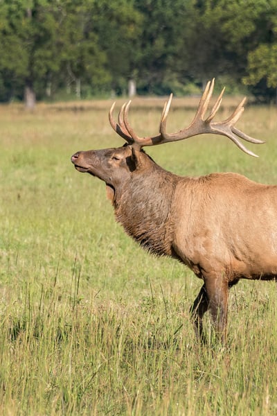 Brown Elk with antlers standing in grass in Cataloochee in Great Smoky Mountains National Park, NC