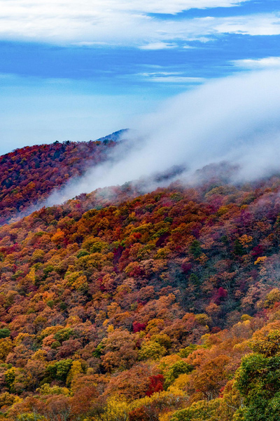 Great Smoky Mountains National Park with white foggy and smoky clouds coming over mountain peak that is covered with red, orange, and yellow fall foliage trees
