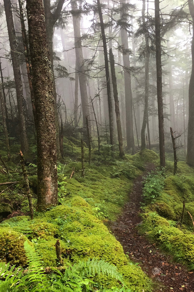 Smoky Mountains Hiking Trails with image of brown trail surrounded by green moss and fauna as well as tall and skinny brown trees with fog and mist in the distance