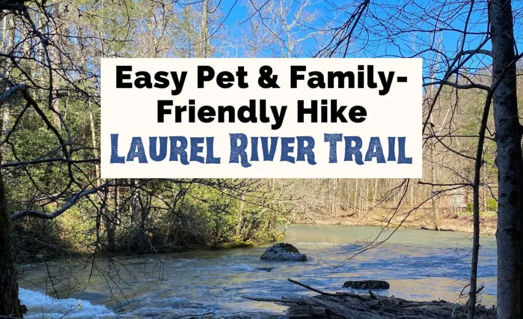Easy pet & family-friendly hike, Laurel River Trail NC, featured photo with image of Big Laurel Creek next to pathway with rocks, trees in March, blue sky, and sun