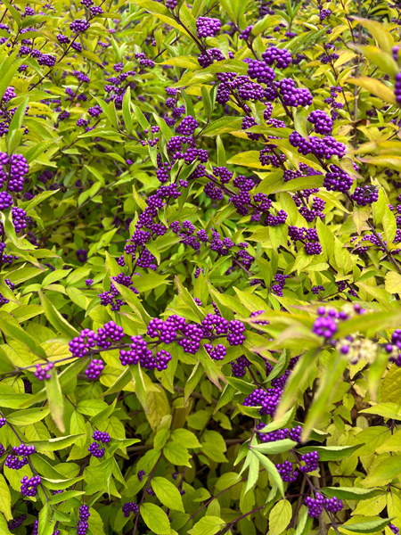 Purple like berries on a green bush in Biltmore's Shrub Garden