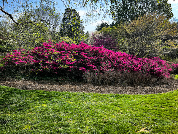 Biltmore Azalea Garden in Asheville NC with fuchsia azalea bush and green grass