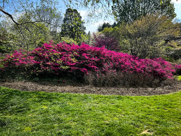 Biltmore Azalea Garden in Asheville NC with fuchsia azalea bush and green grass 