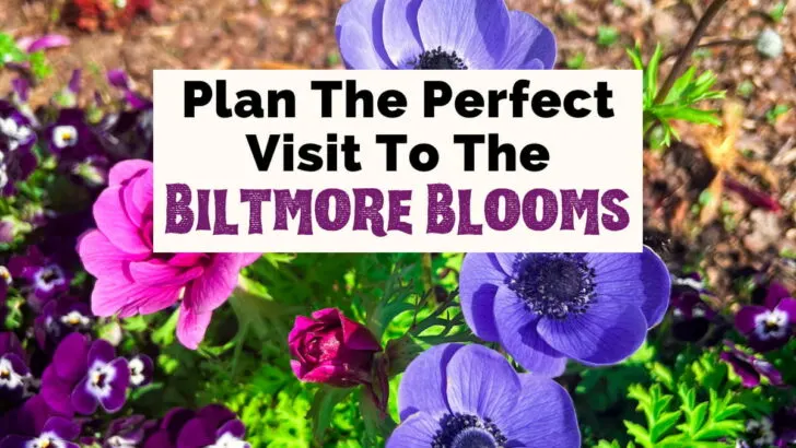 Plan the perfect visit to the Biltmore Blooms featured photo with purple and pink flowers with bright green stems