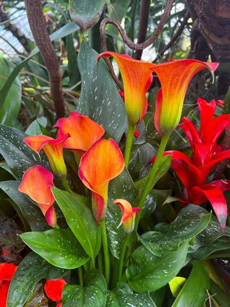Biltmore Conservatory Flowers with orange and yellow flowers and bright green stems