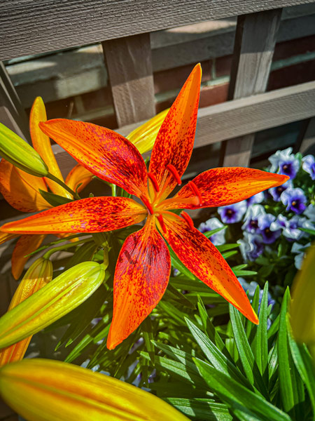 Biltmore Estate in Asheville Flowers that are budding with red to orange and yellow coloring