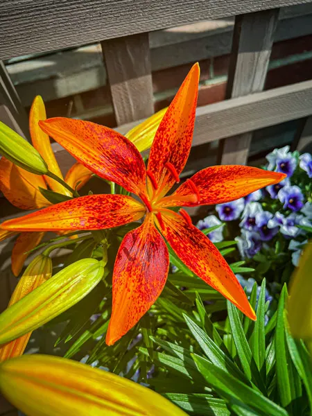 Biltmore Estate in Asheville Flowers that are budding with red to orange and yellow coloring