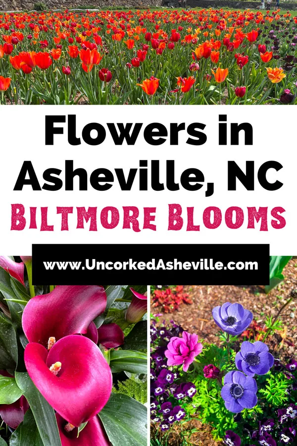 Biltmore Flowers in Asheville NC Pinterest Pin with three photos of red and orange tulips, pink flower, and pink and purple flowers