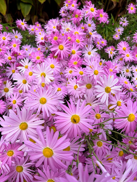 Purple Biltmore Flowers around the Shrub and Spring Gardens