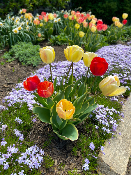 Red and Yellow Biltmore Tulips in the Walled Garden with small purple flowers behind them