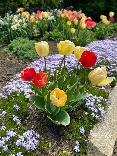 Red and Yellow Biltmore Tulips in the Walled Garden with small purple flowers behind them