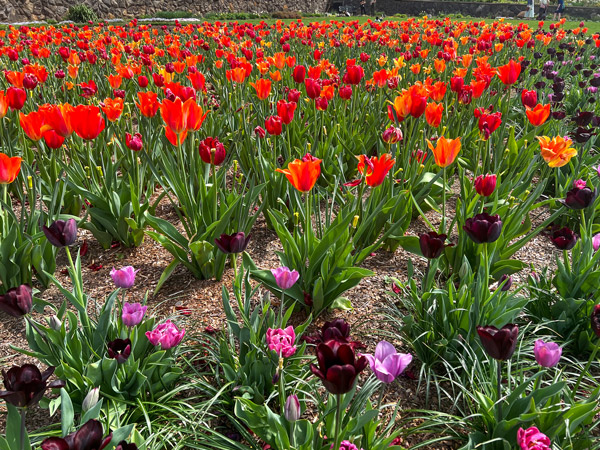 Biltmore Tulips in April with orange and red flowers alongside pink and purple smaller flowers, all with green stems in mulch
