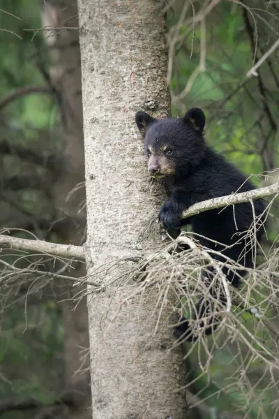 Baby Black Bear Climbing Light Brown Tree