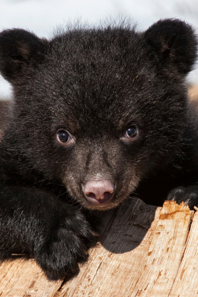 Black bear cub with brown and black fur sitting on wooden structure