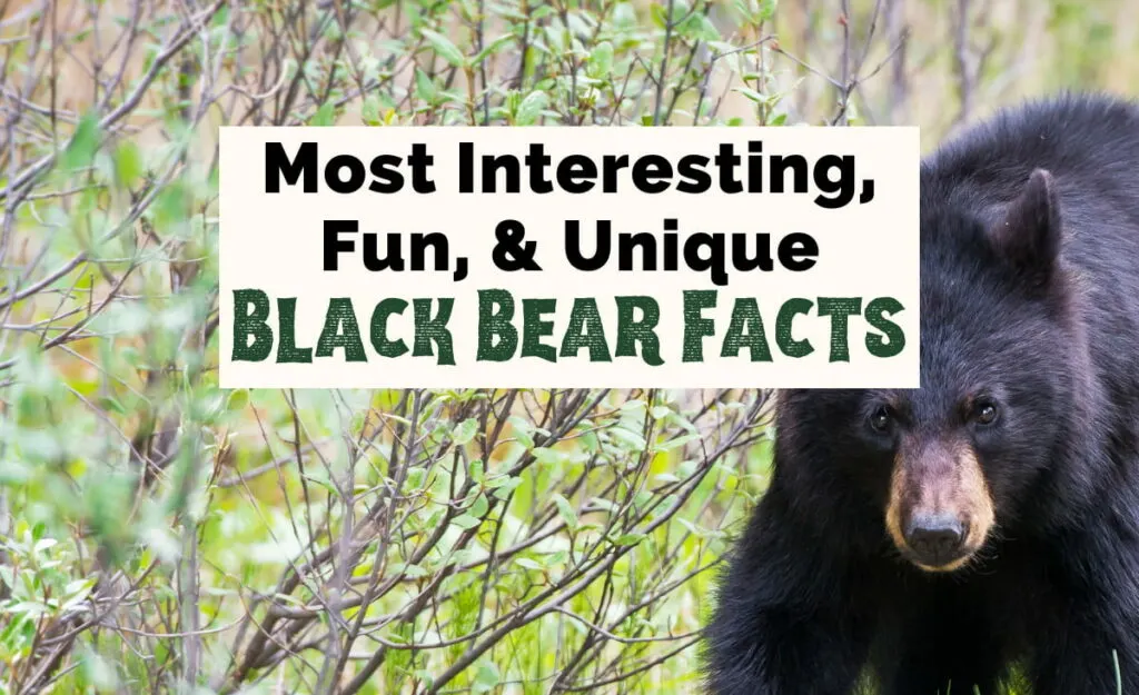 Most interesting, fun, and unique Black Bear Facts with image of black bear in green grass with brown branches