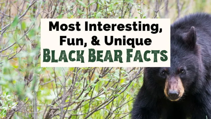 Most interesting, fun, and unique Black Bear Facts with image of black bear in green grass with brown branches