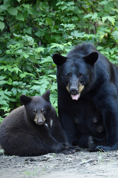 Black Bear Family with one black bear standing and the other sitting on rock slab surrounded by green trees