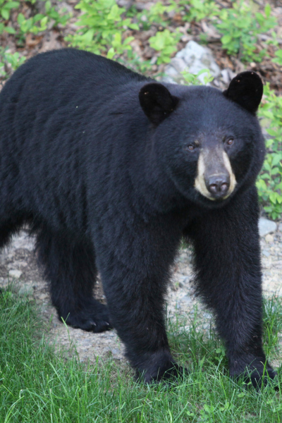Black Bear outdoors walking on all fours across gray rock and green grass