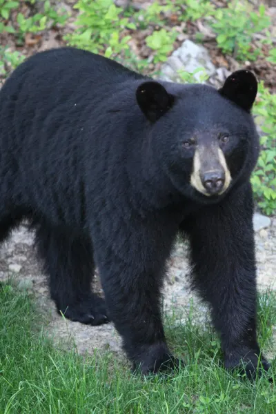 Black Bear outdoors walking on all fours across gray rock and green grass