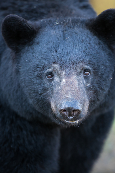 Black Bear face up close showing the bear's eyes, nose, two front paws, and ears