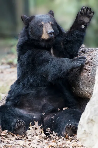 Black Bear with paw up in air and sitting on behind playing with a brown log